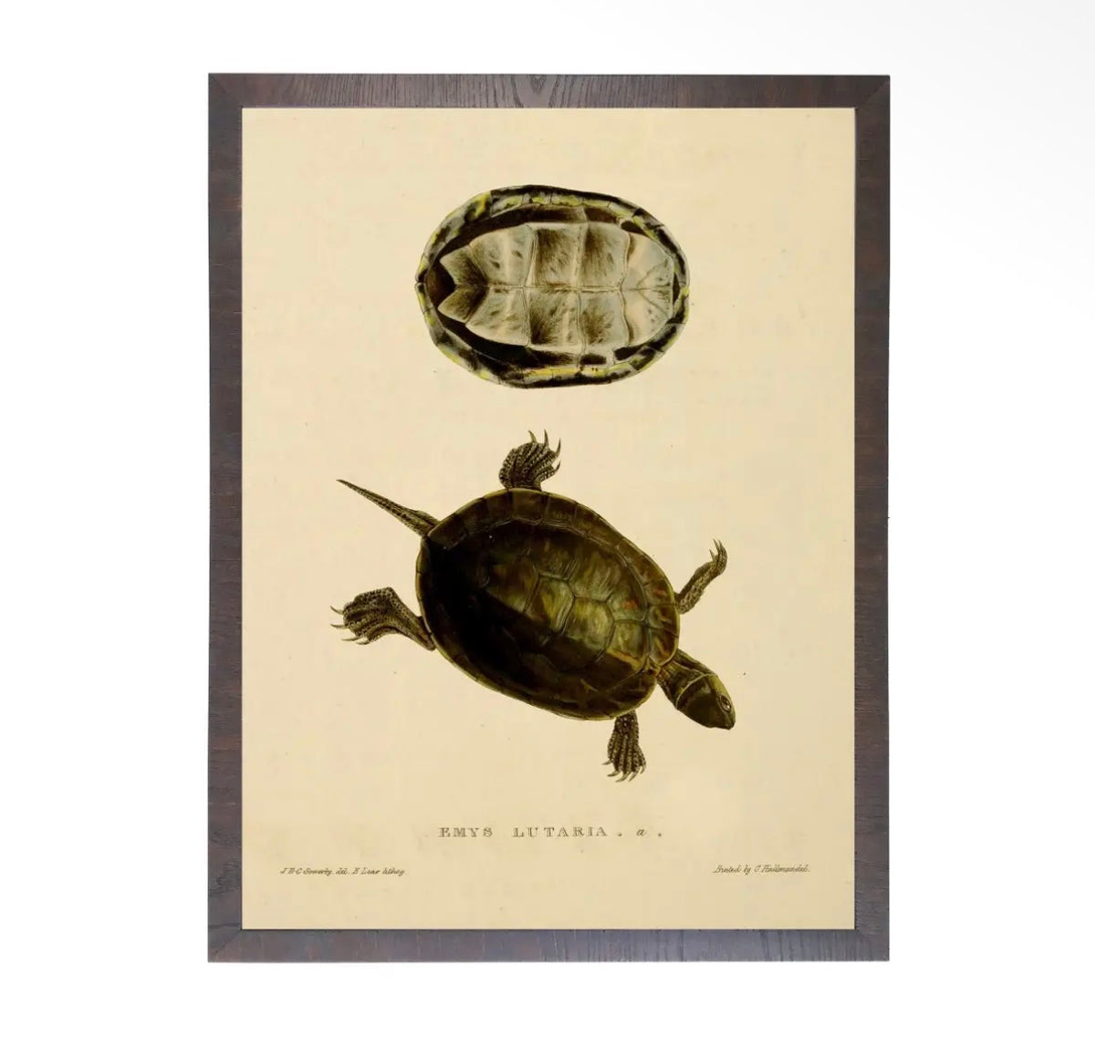 Turtle Print- 20”x16”
