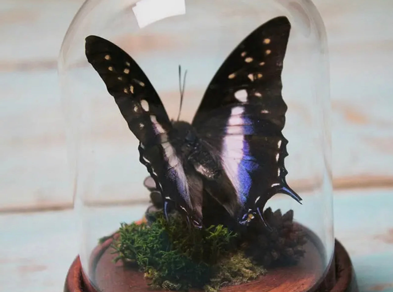 Graphium Weiskii Butterfly in a Dome