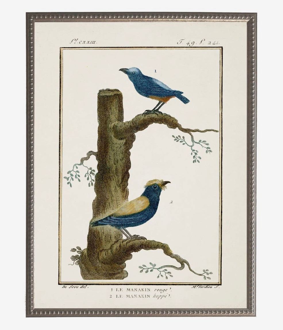 Vintage Bird Bookplate