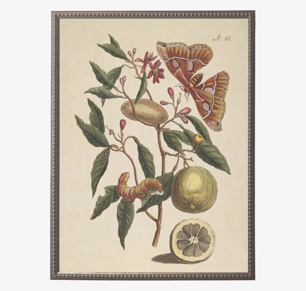 Butterflies and Flowers Bookplates