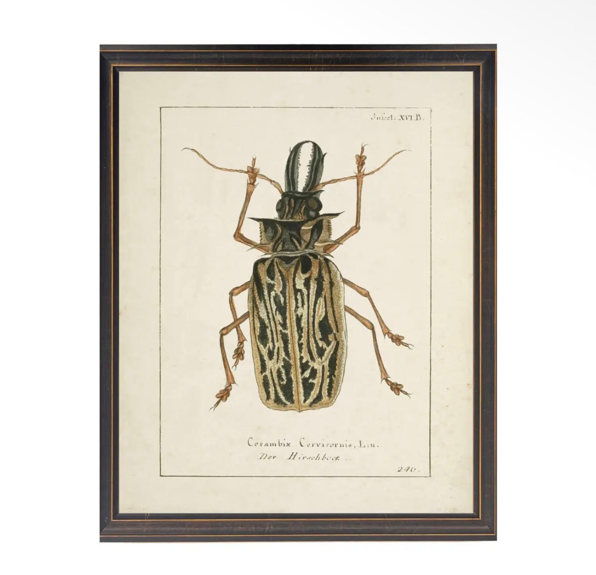 Beetle Print- 18”x24”
