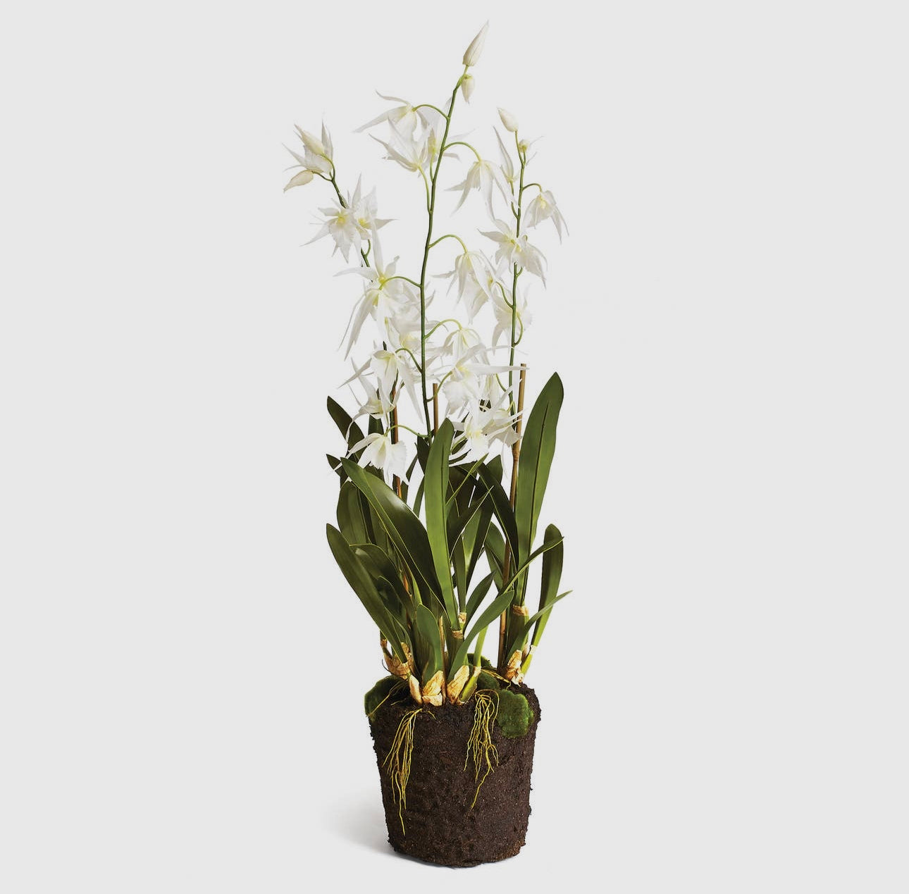 Spider Orchid Drop-in 44