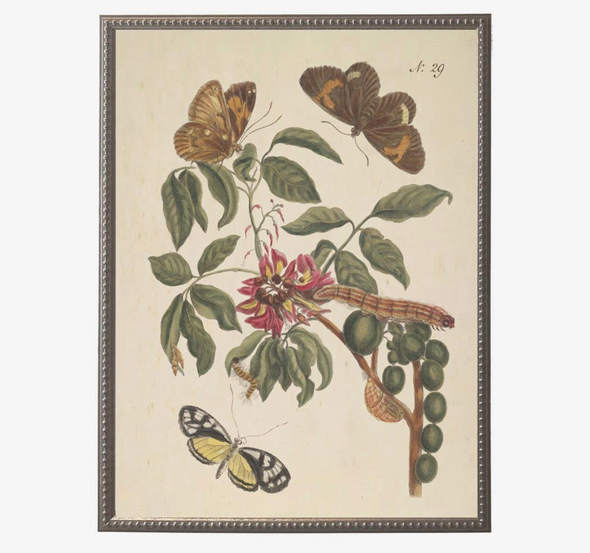 Butterflies and Flowers Bookplates