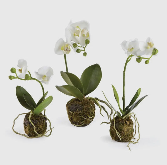 Phalaenopsis Orchid Drop-ins