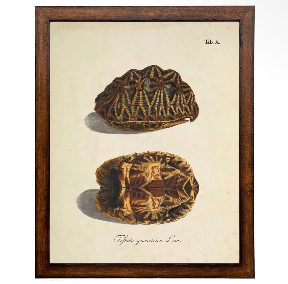 Vintage Turtle Shell Print- 18”x24”
