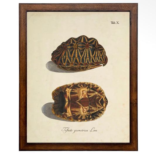 Vintage Turtle Shell Print- 18”x24”
