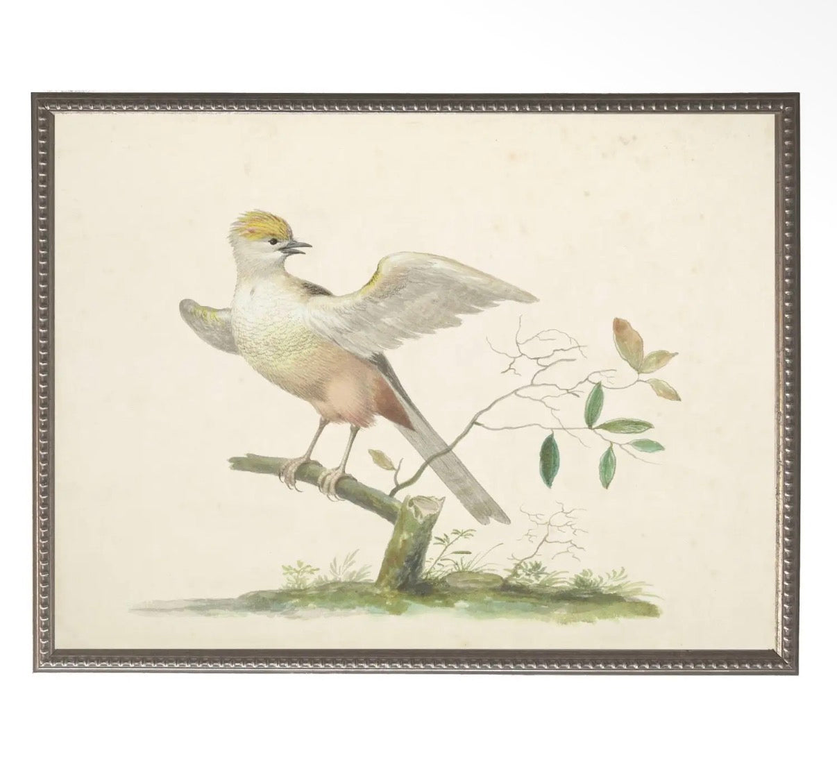 Soft Bird Illustration- 24”x18”