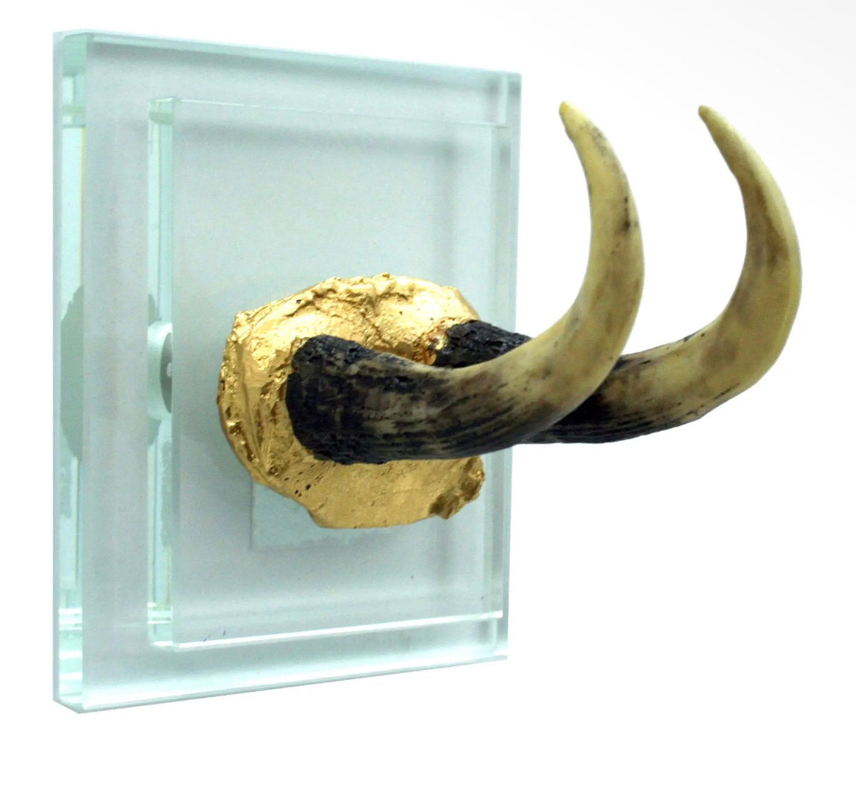 Gold Antler Double Glass Wall Mount