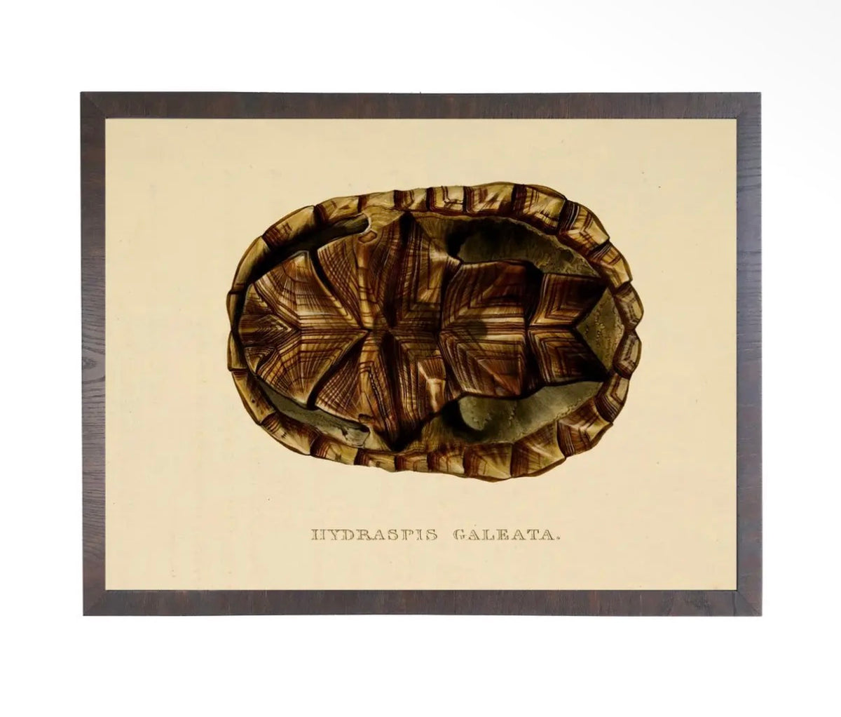 Turtle Shell Print- 28”x22”