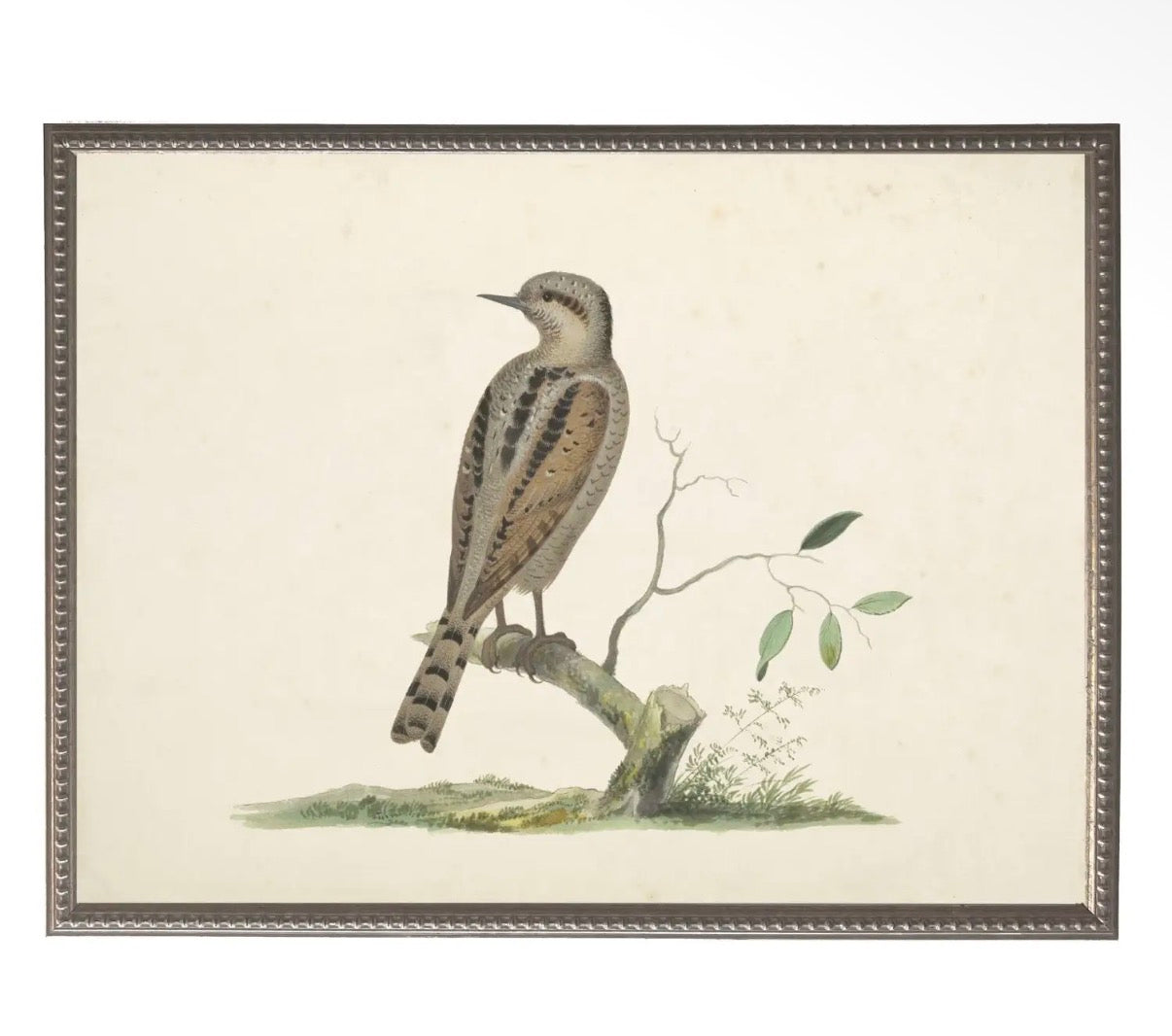 Soft Bird Illustration- 24”x18”