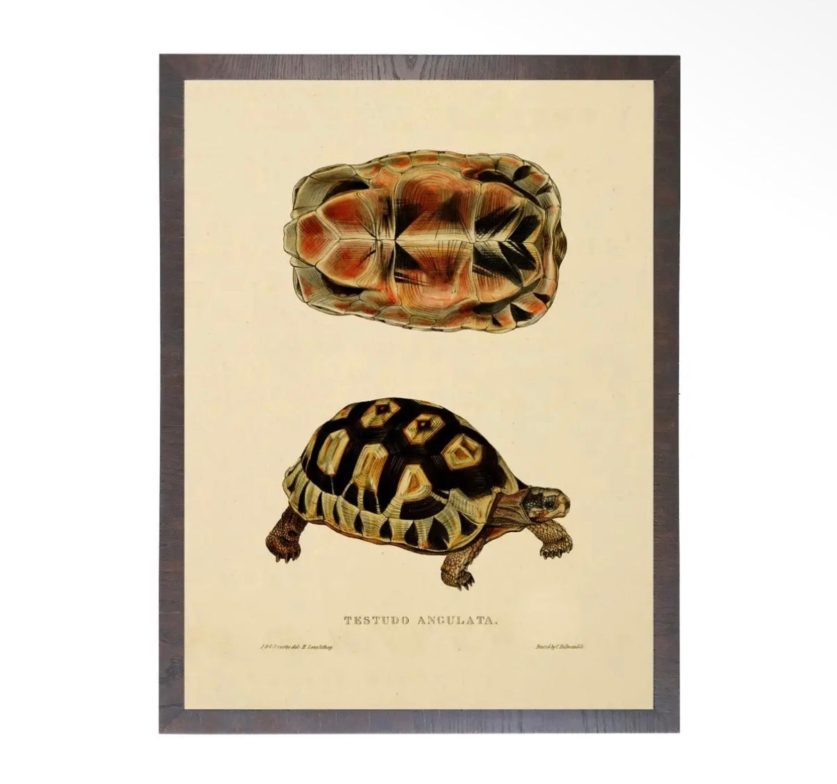 Turtle Print- 20”x16”