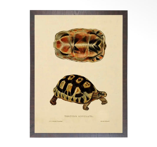 Turtle Print- 20”x16”