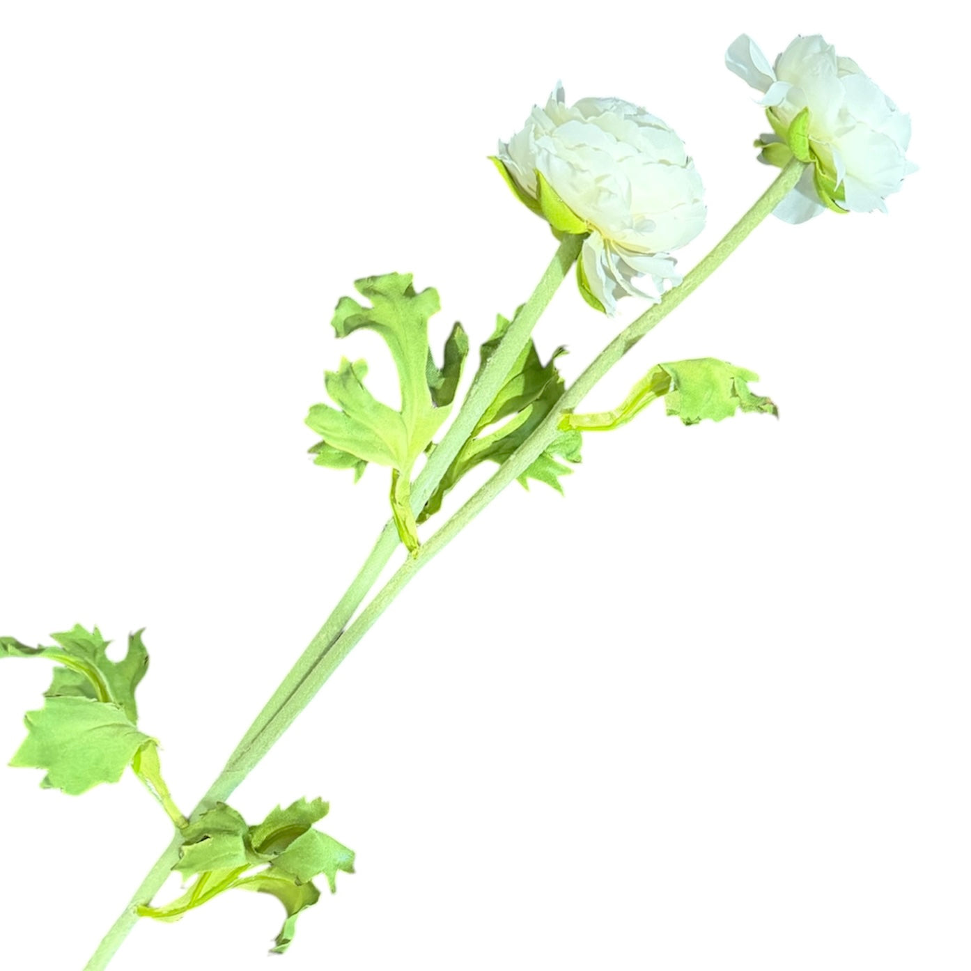 Ranunculus Close 30”