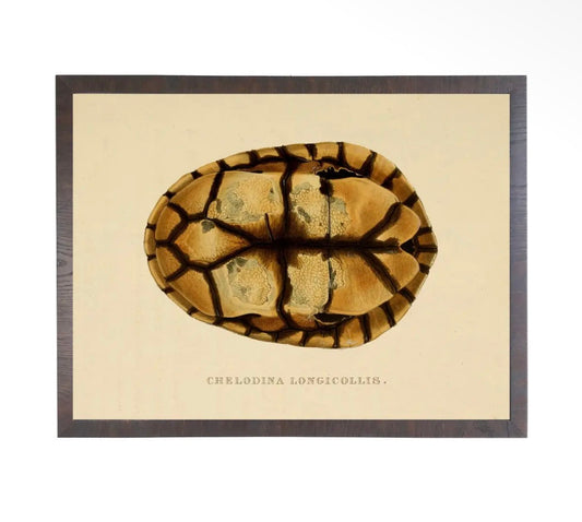 Turtle Shell Print- 28”x22”