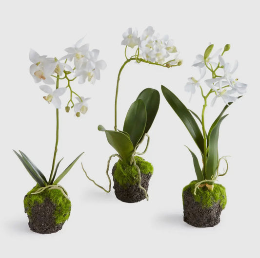 Dendrobium Orchid Drop-Ins 12”