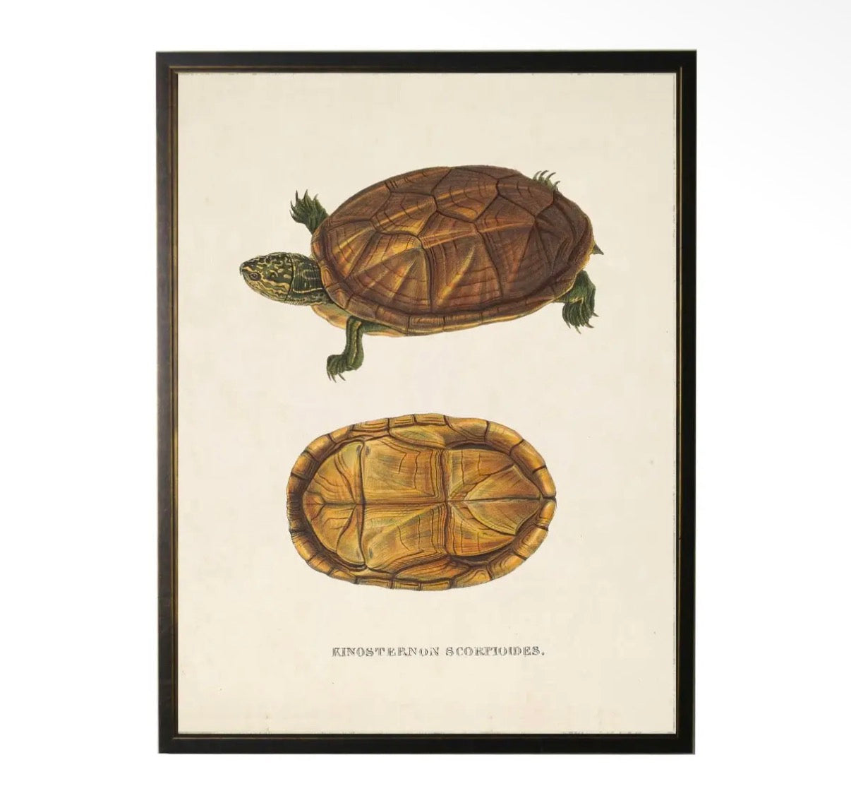 Vintage Turtle Print- 20”x16”