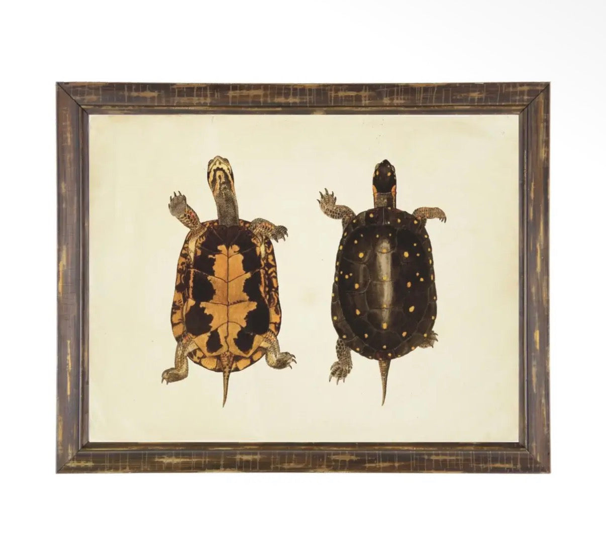 Turtle Pair Print- 24”x18”
