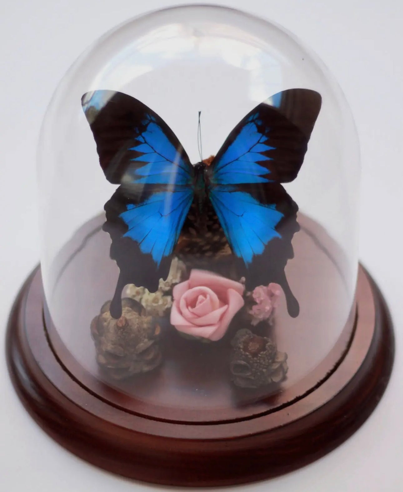 Papilio Ulysses in a Dome