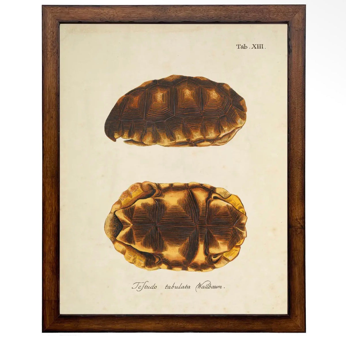 Vintage Turtle Shell Print- 18”x24”