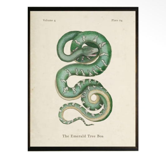 Tree Boa Print- 18”x24”