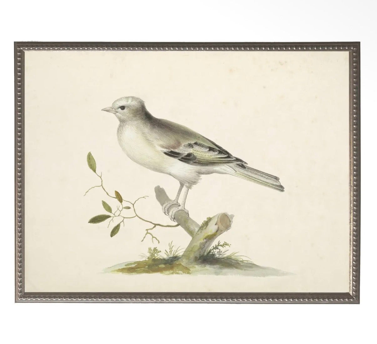Soft Bird Illustration- 24”x18”
