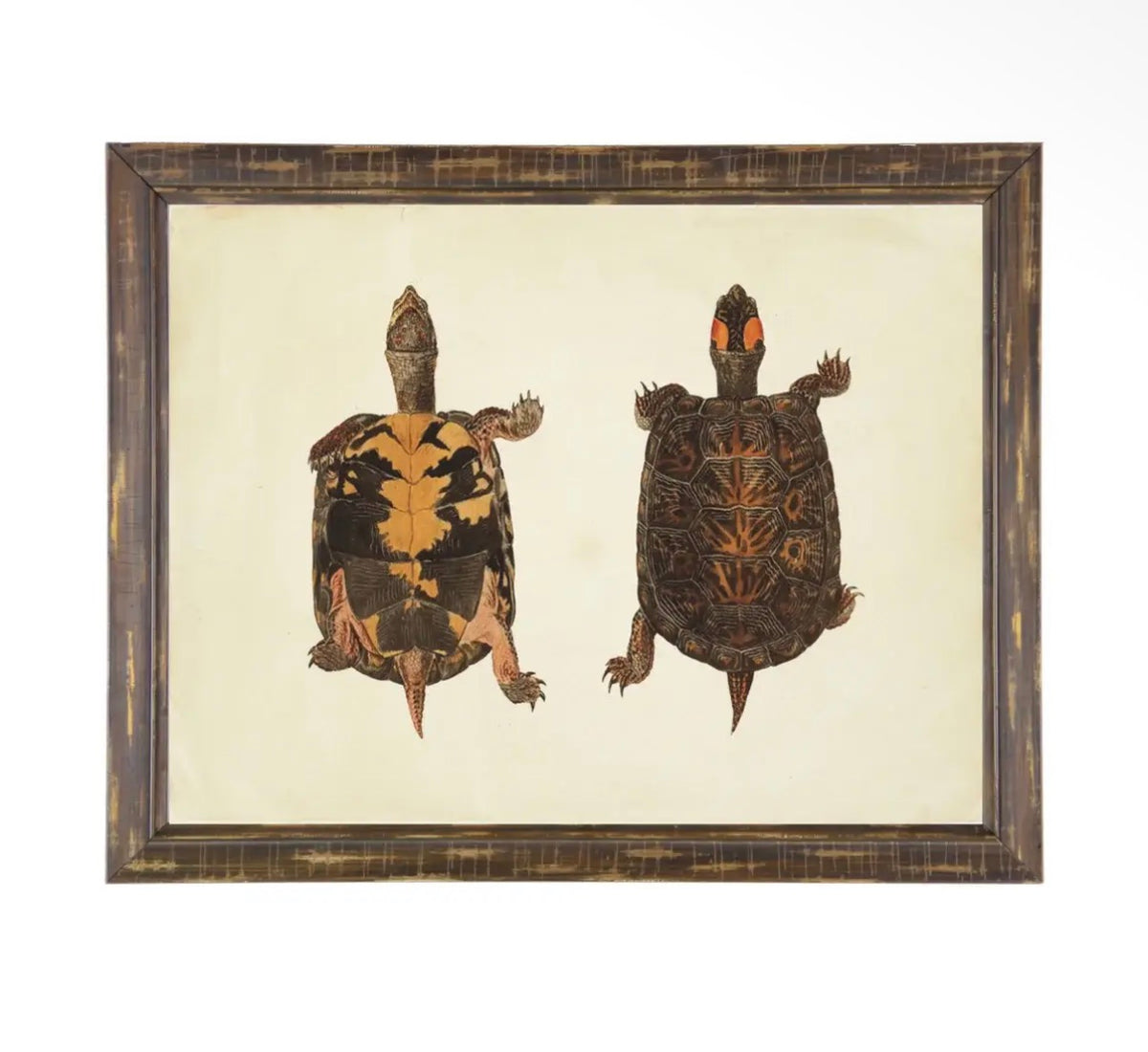Turtle Pair Print- 24”x18”