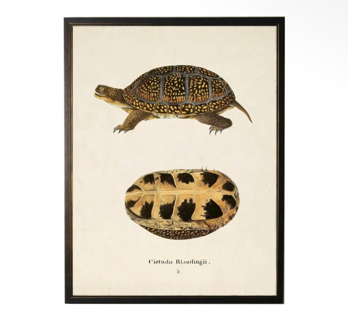 Vintage Turtle Print- 20”x16”