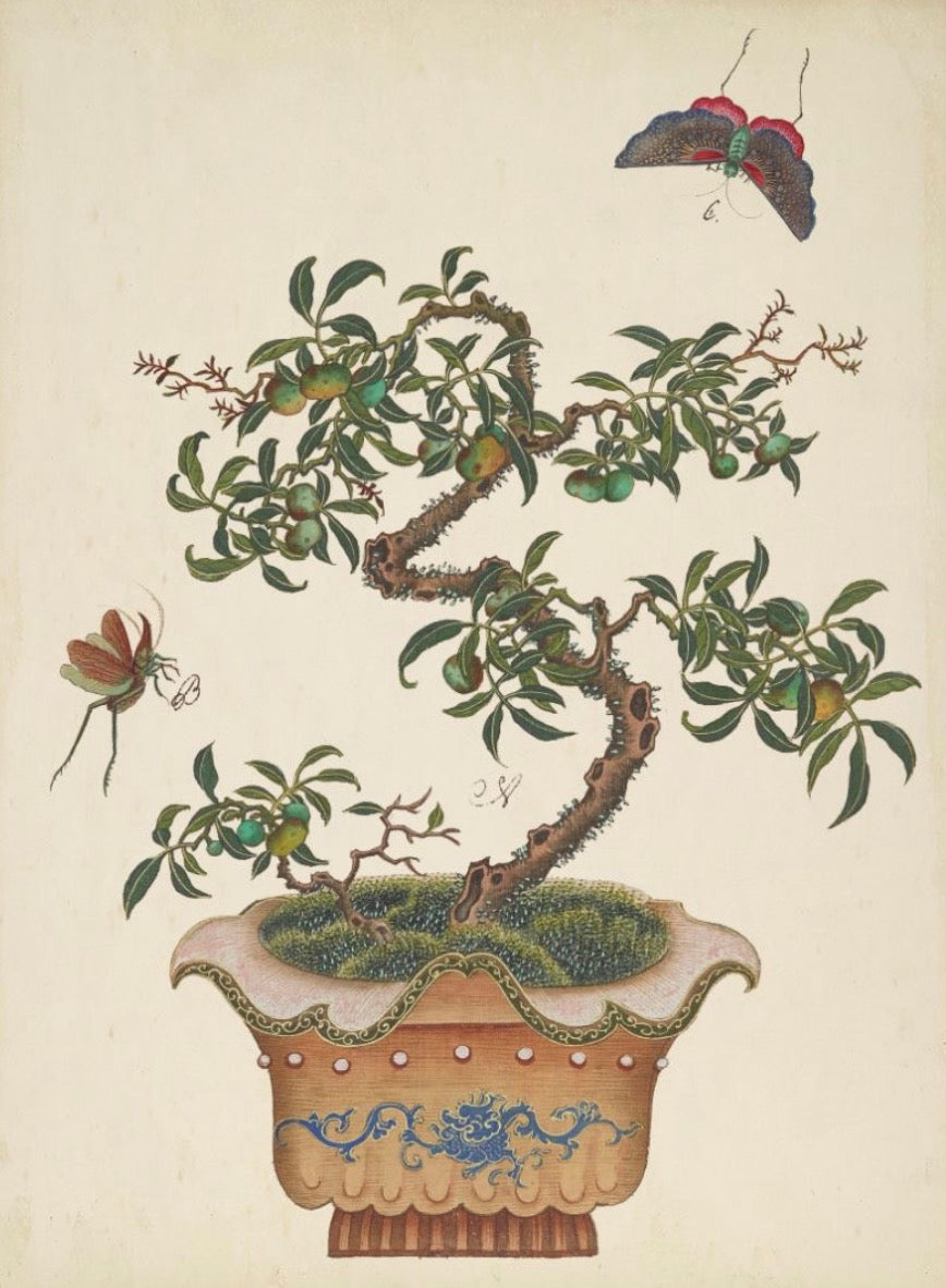 Bonsai Tree Art- 22” x 28”