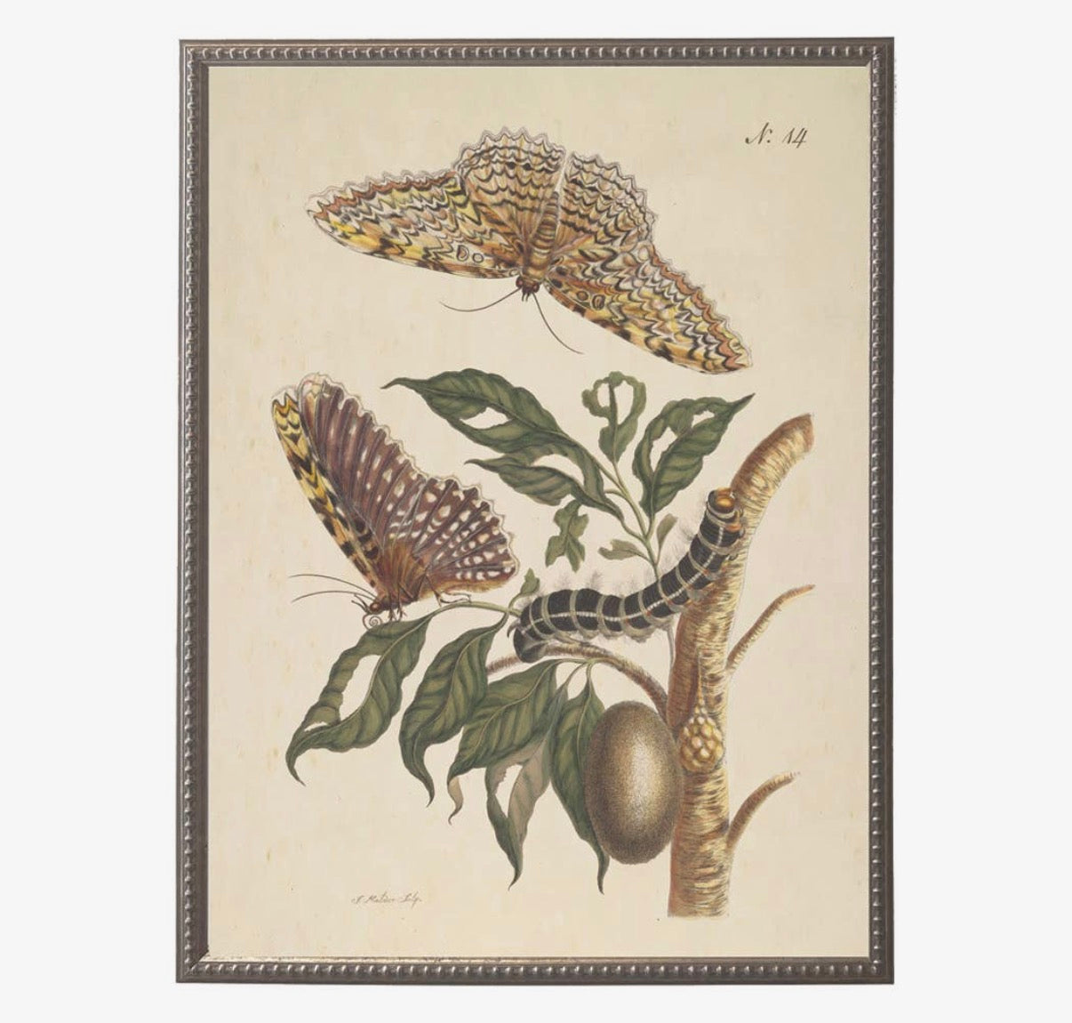 Butterflies and Flowers Bookplates