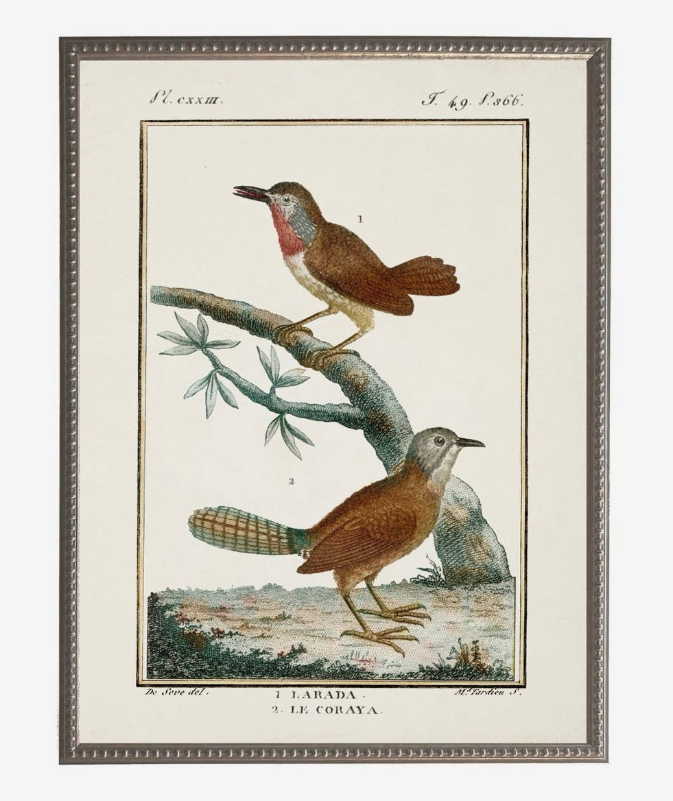 Vintage Bird Bookplate