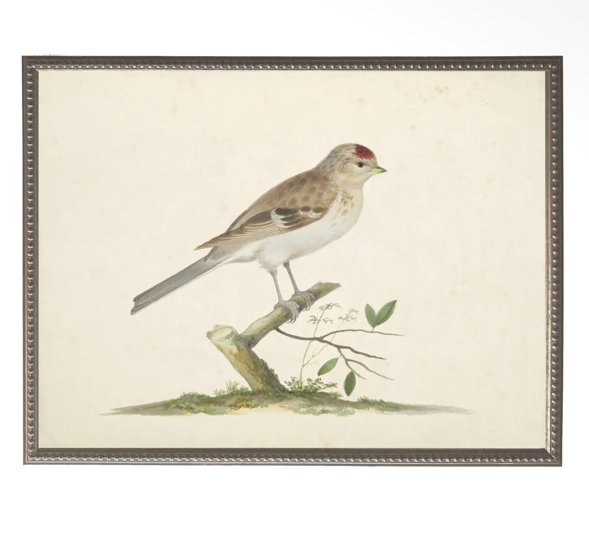Soft Bird Illustration- 24”x18”