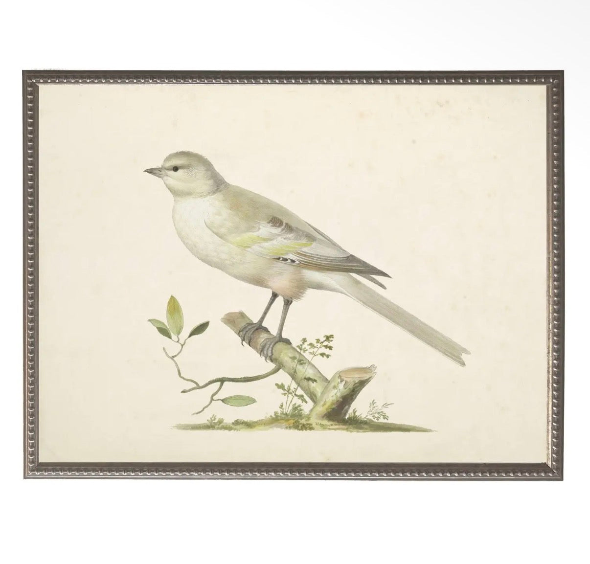 Soft Bird Illustration- 24”x18”
