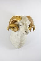 Ram Mount W/ Gold Horns