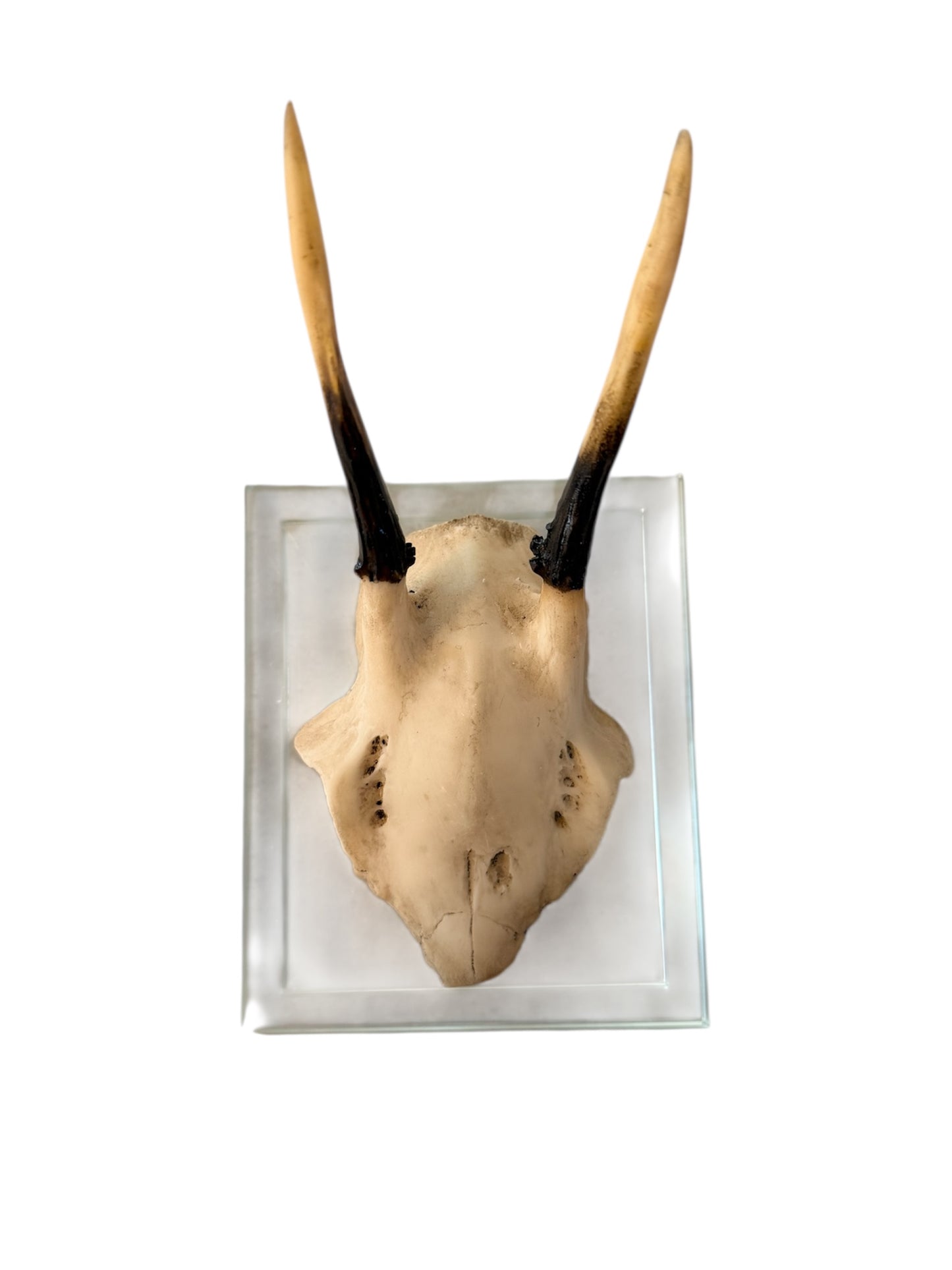 Antler Double Glass Wall Mount