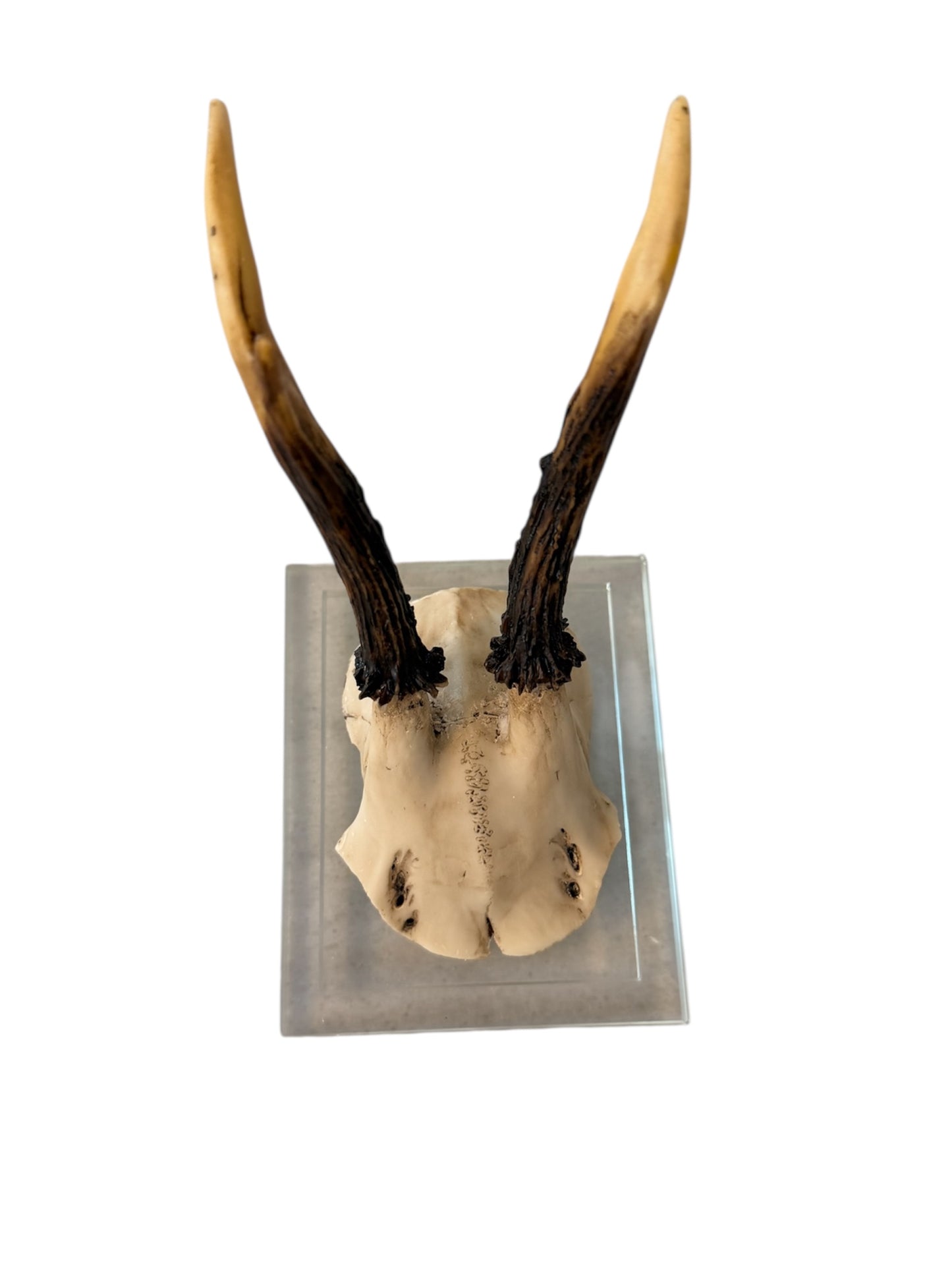 Antler Double Glass Wall Mount