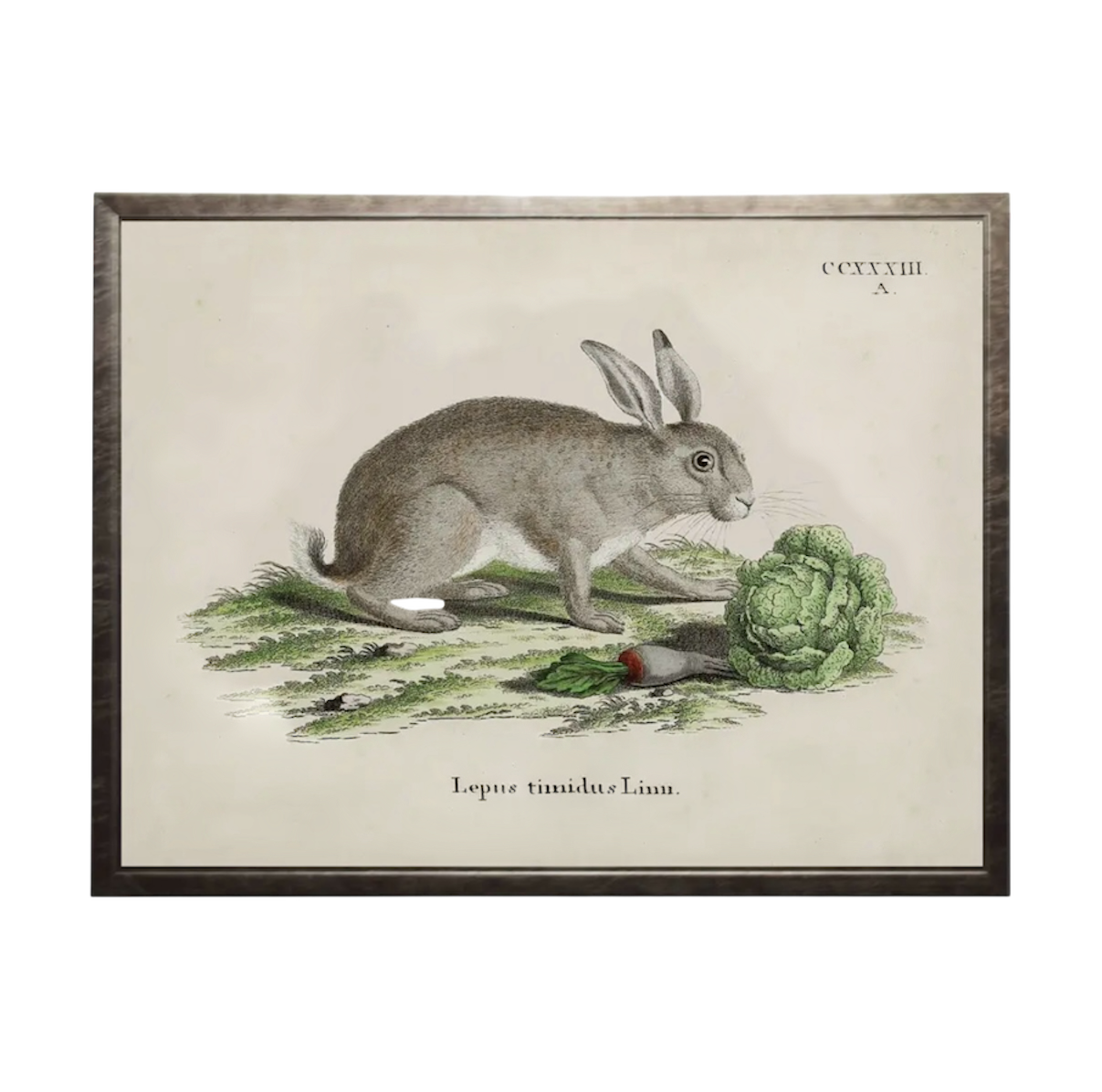 Vintage Bunny Bookplate