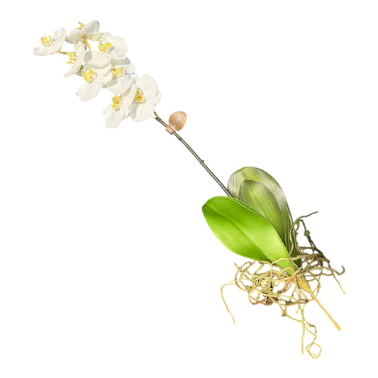 Orchid Phalaenopsis Plant 32”