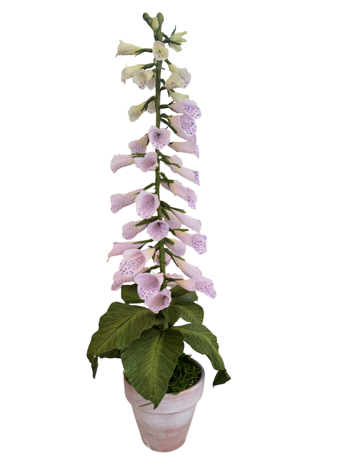 Potted Paper Foxglove - Purple