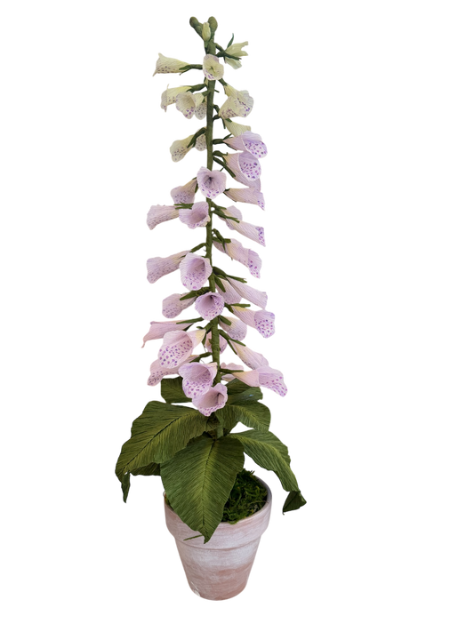 Potted Paper Foxglove - Purple