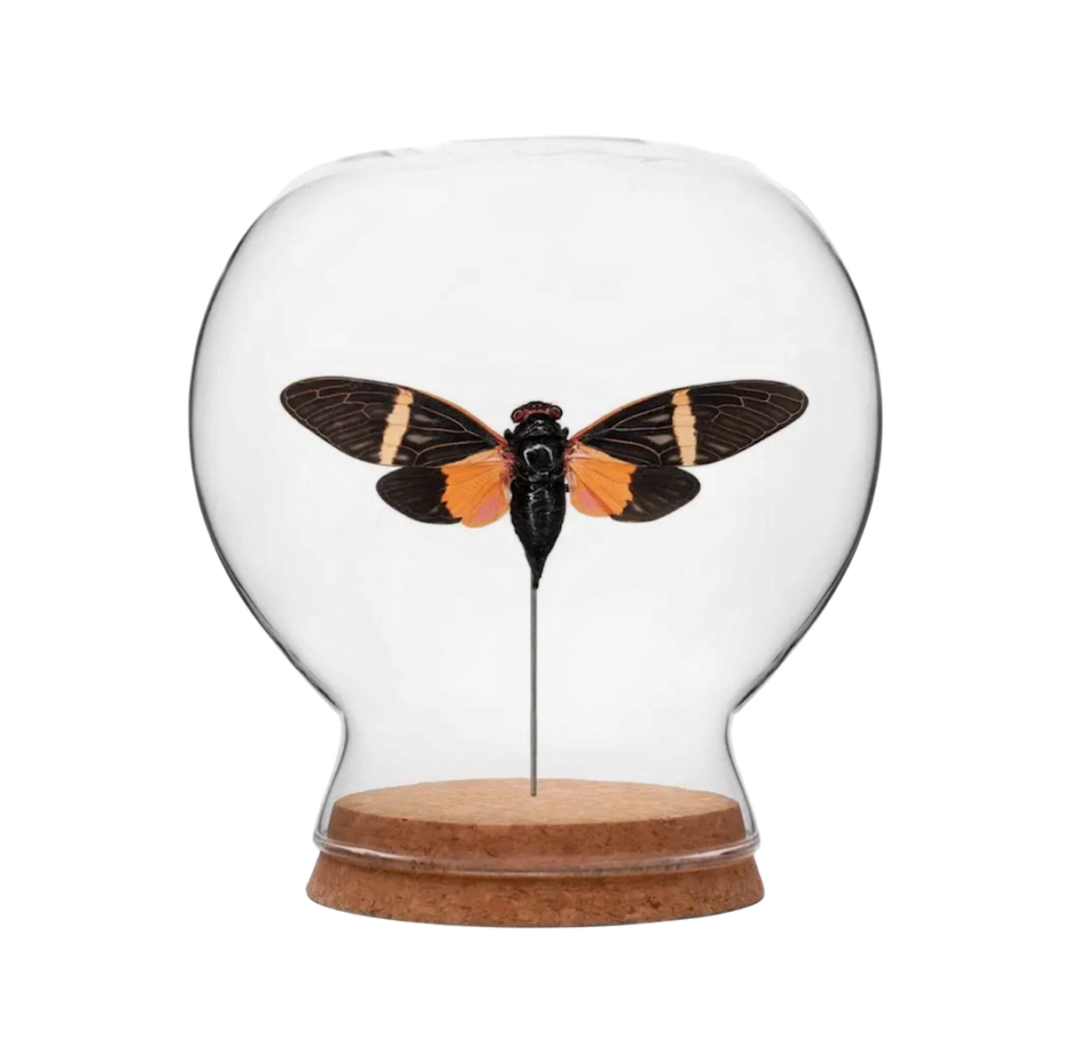 Orange & Black Cicada Globe