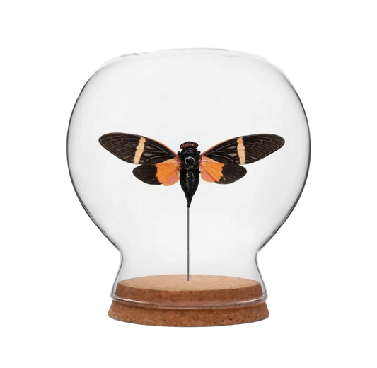 Orange & Black Cicada Globe