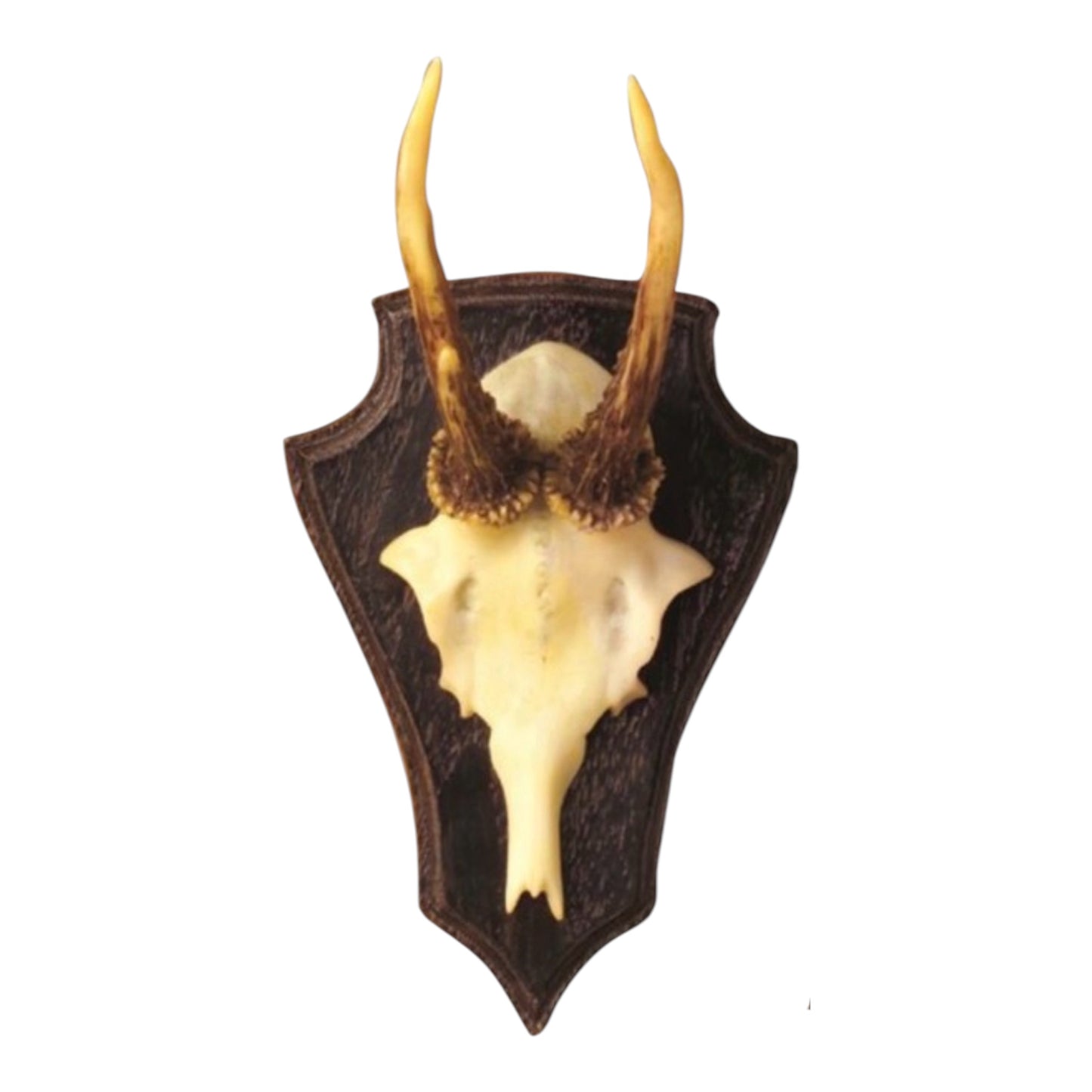 Antler Trophies