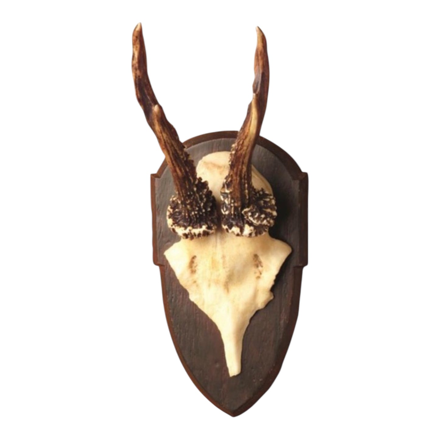 Antler Trophies