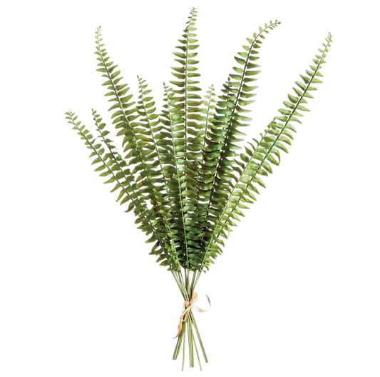 Fern Stems