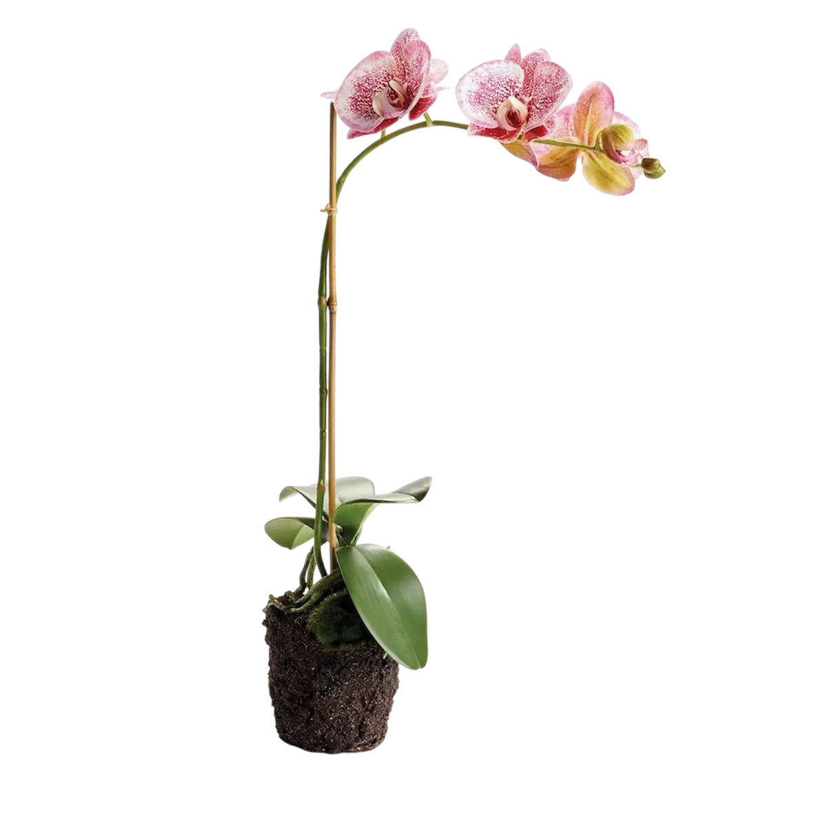 Phalaenopsis Orchid Drop-in 21”