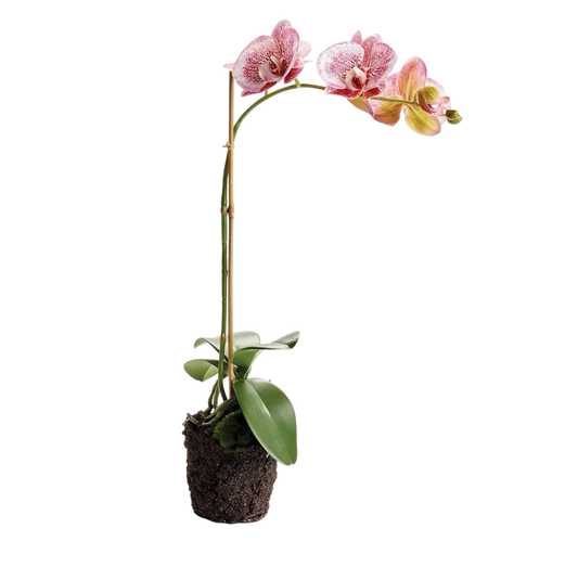 Phalaenopsis Orchid Drop-in 21”