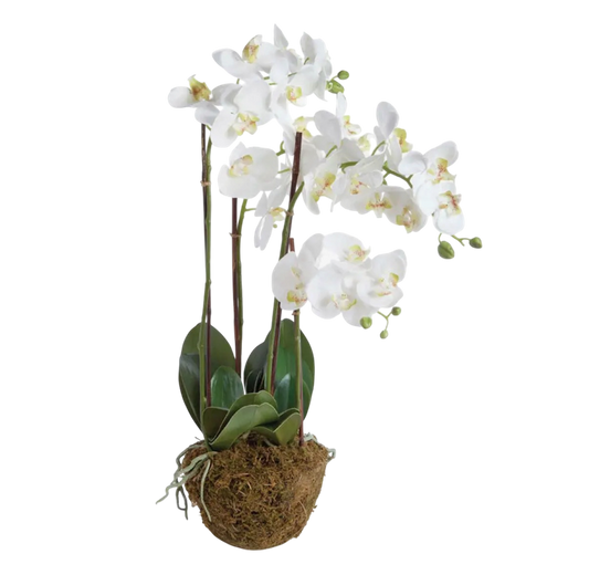 Phalaenopsis Orchid Drop-in 30”