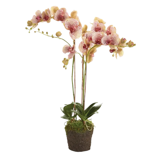 Phalaenopsis Orchid Drop-in 32”