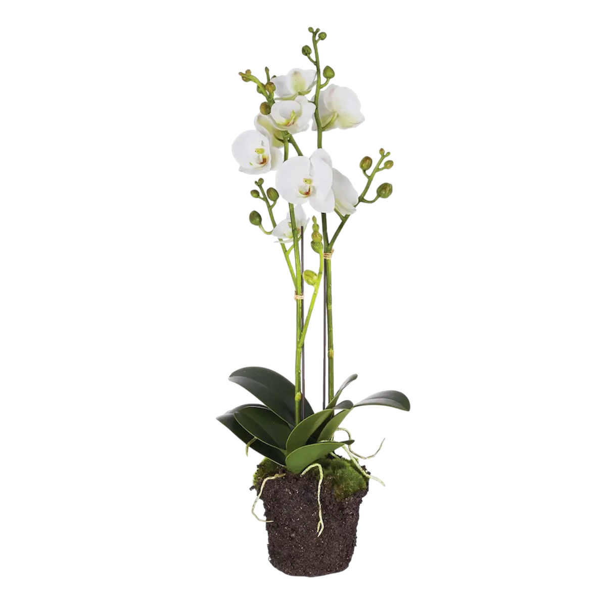 Phalaenopsis Orchid Drop-in 23”