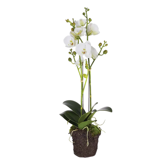 Phalaenopsis Orchid Drop-in 23”